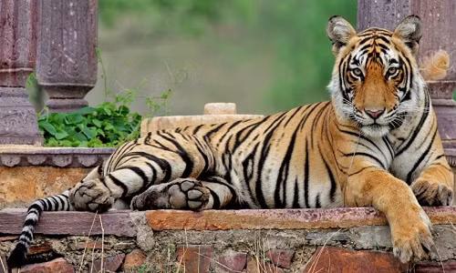 Machli được coi là con hổ nổi tiếng nhất trên thế giới.