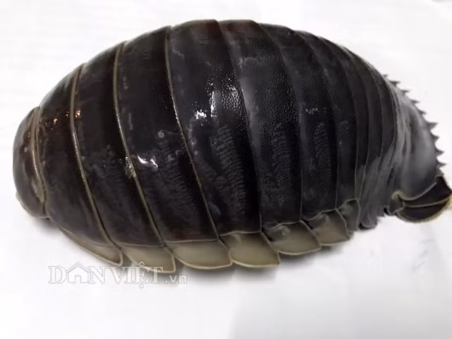 Thịt của bọ bọ biển có màu trắng đục. Khi luộc ăn có vị béo nhưng không ngậy, thơm ngọt và thanh. Lượng thịt của bọ bọ biển khá ít, theo đó với con cân nặng khoảng 0,5 kg, thì sau khi bỏ vỏ chỉ còn lại 150-250 gram thịt. "Nói về độ ngon của thịt bọ bọ biển thì ngay cả tôm hùm - vốn được ví là "vua hải sản" - cũng kém hơn vài bậc", ngư dân Quảng Ngãi khẳng định. Cho nên bọ bọ biển hiện có giá gấp gần 1,5 lần so với tôm hùm, ở mức từ 1,2-1,5 triệu đồng/kg.