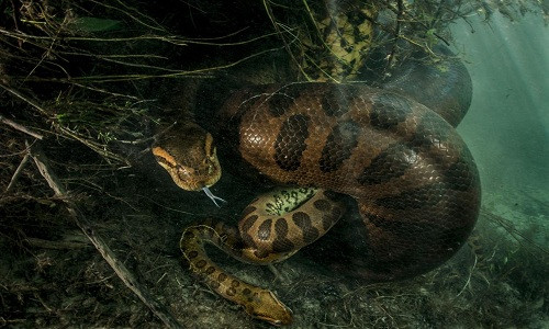 Trăn Anaconda cái dài 7 mét ăn thịt bạn tình trong đầm lầy Brazil.