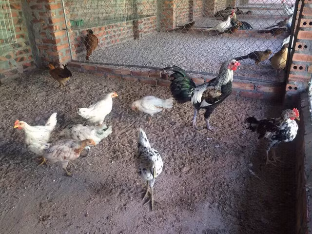 6. Gà cười Indonesia: Thú chơi độc nhất vô nhị năm con gà Gà cười Indonesia đang là một trào lưu rất mới của giới chơi sinh vật cảnh tại Việt Nam. Điều thú vị của loại gà này không phải ở hình dáng, màu lông hay chất lượng thịt mà ở tiếng gáy độc đáo của nó. Anh Nguyễn Xuân Trường - một thành viên trong hội sinh vật cảnh Hải Dương cho biết: Chơi gà cười hiện ở Việt Nam vẫn còn khá mới mẻ, nên giá mỗi nơi một khác. Tuy nhiên, nếu chơi gà nhập từ Indonesia về thì giá không dưới 10 triệu đồng/cặp. Còn loại đã ấp nở thuần ở Việt Nam thì giá dao động từ khoảng 3 - 5 triệu đồng/cặp.