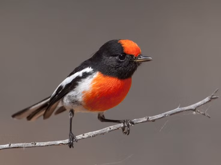 Chim oanh Red-Capped có phần lông trên đầu và ngực màu đỏ nổi bật.