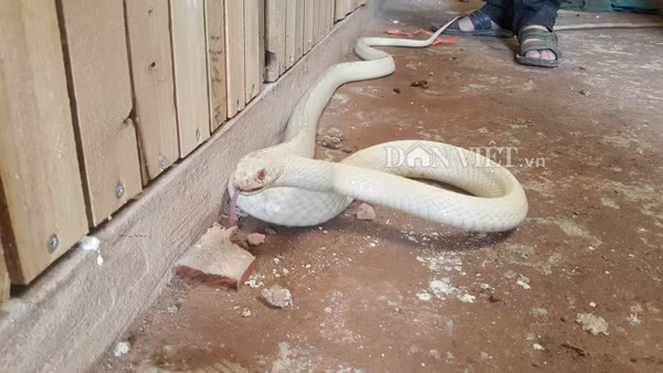 “Thời gian gần đây rất nhiều người biết, trong đó có nhiều đại gia tìm đến trại rắn của gia đình tôi hỏi mua. Có nhiều người trả cao trên dưới 100 triệu đồng nhưng tôi không muốn bán mà có ý định giữ lại để nghiên cứu và nhân giống" - anh Điệp tiết lộ.