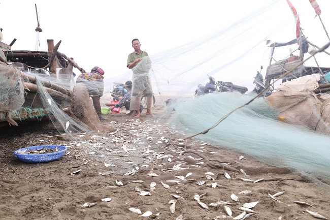 Theo các ngư dân, có 2 loại cá trích: cá trích thân ngắn và cá trích thân dài. Giá bán cũng khác nhau, cá trích thân dài bán với giá 40.000 đồng/kg, còn cá trích thân ngắn từ 32.000 – 35.000 đồng/kg.