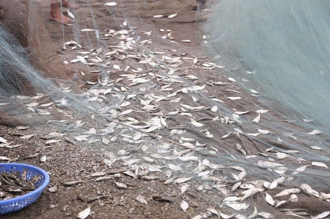 Tiếng động cơ của thuyền bè hòa với tiếng ngư dân hò nhau kéo những con thuyền đầy ắp cá lên bờ và người mua, kẻ bán rộn ràng cười nói làm xôn xao làng biển vào "mùa lộc" mới...