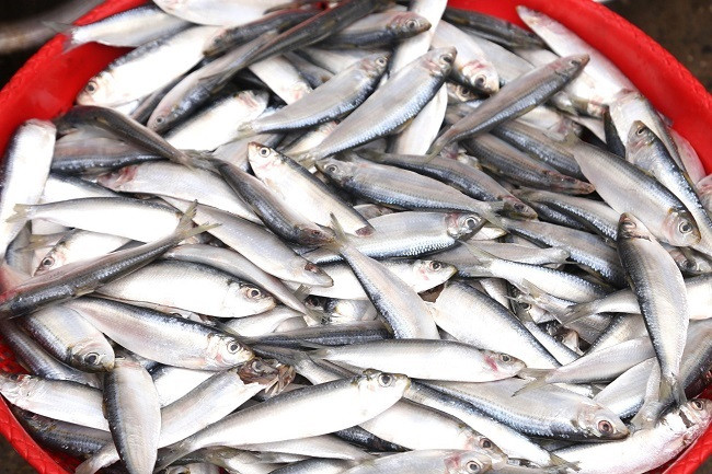 Sản phẩm khai thác được chủ yếu là cá trích. Mùa cá trích (tính theo âm lịch) thường kéo dài từ tháng 12 năm trước đến tháng 4 năm sau. Với ngư trường khai thác chỉ cách đất liền khoảng 1 - 3 hải lý nên khi gặp luồng cá, ngư dân có thể đánh bắt từ 2 - 3 chuyến mỗi ngày.