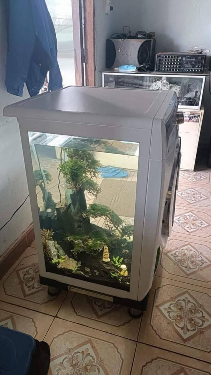 Một trong những đồ vật hư hỏng được "chế" lại hết sức ngỡ ngàng đó là chiếc máy giặt này, thay vì bỏ đi chủ nhân của nó đã chế ngay một bể thủy sinh không đụng hàng.