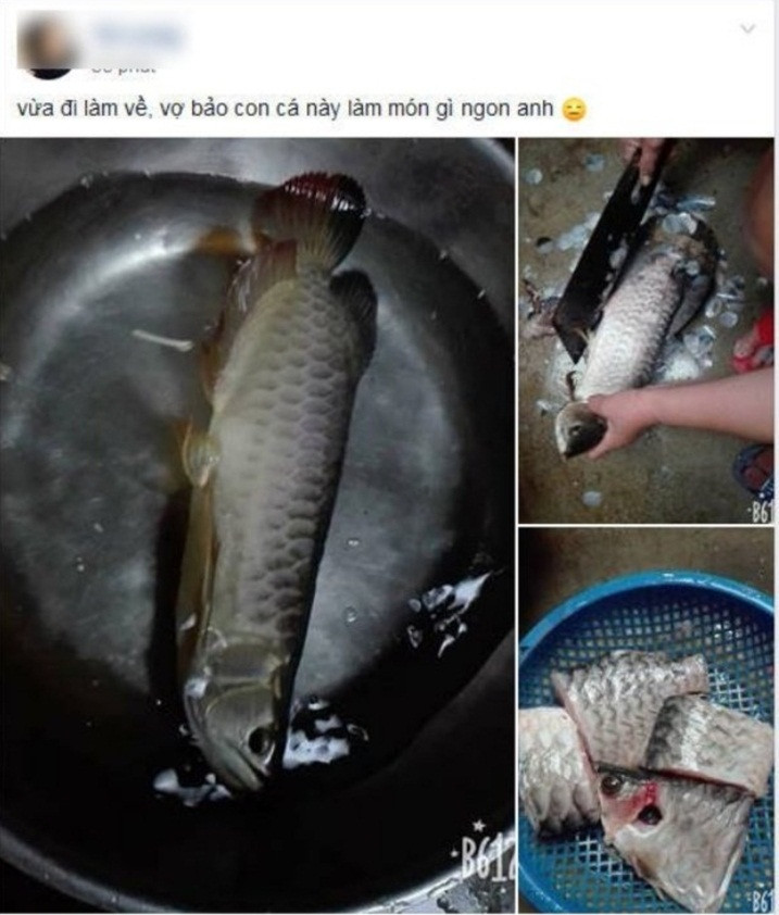 Cũng vì sở thích với những con cá cảnh mà nhiều ông chồng bị vợ nắm thóp điểm yếu, chỉ cần lệch nhịp là sẽ "ăn hành" ngay.