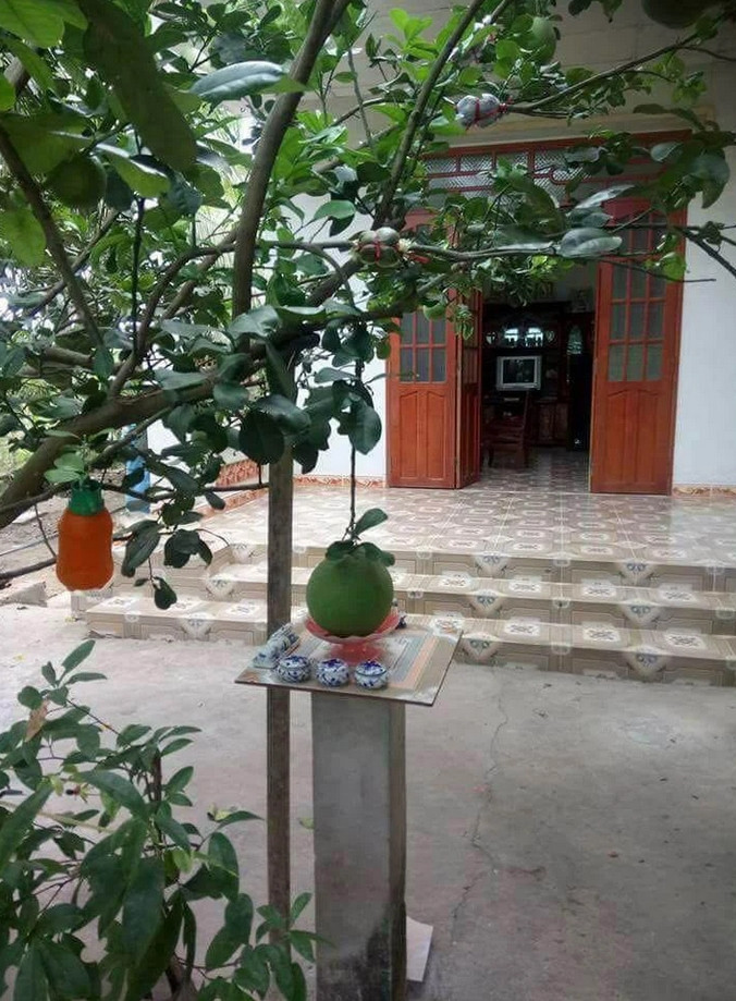 Bởi tình láng giềng hữu nghị, gia chủ nhiều khi phải biếu không quả ngọt cho người khác như thế này đây.