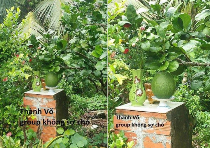 Qủa bưởi có vị trí mọc không thể đắc địa hơn, nhà hàng xóm tận dụng luôn cho tiện đôi đường.