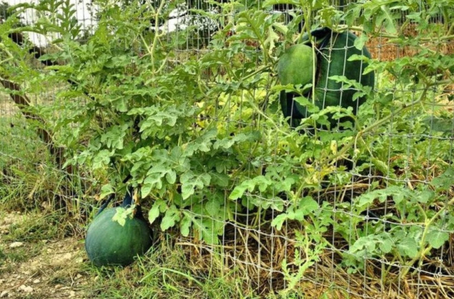 Không chỉ mít, chuối, kể cả trồng dưa hấu cũng gặp phải tình huống cây trồng "phản chủ". Những khoảnh khắc này khiến cư dân mạng cười thích thú.