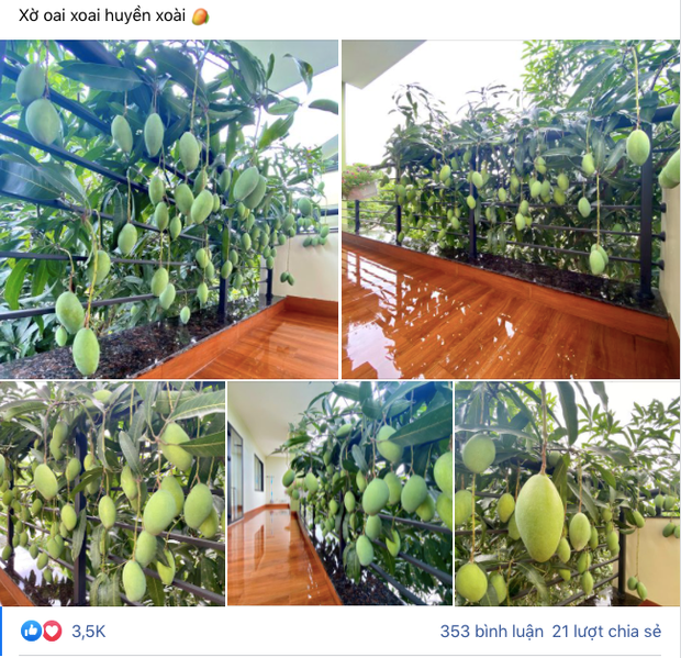 Trong ảnh, thay vì nằm yên vị trên cây thì có thể thấy cây xoài phản chủ lại cho quả mọc chen chúc nhau qua hết ban công nhà cô gái này.