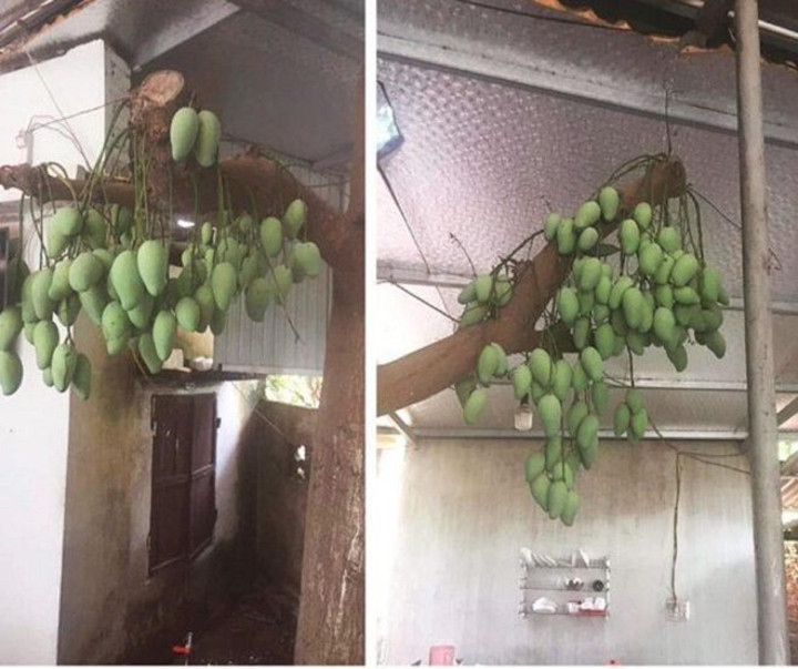 Cây trụi ngọn nhưng tinh thần ra trái thì vẫn bất diệt nhé.