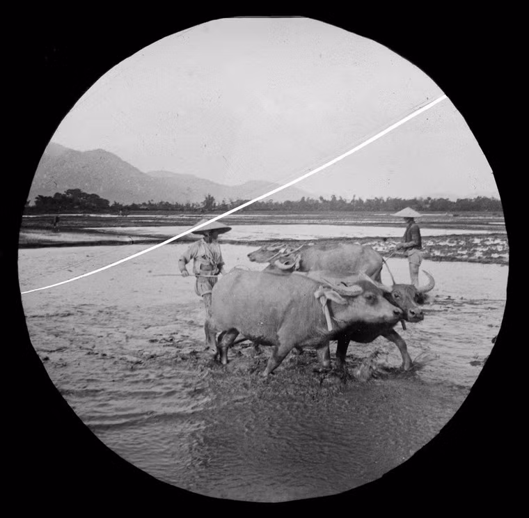 Cảy ruộng bằng trâu ở đồng bằng duyên hải miền Trung.