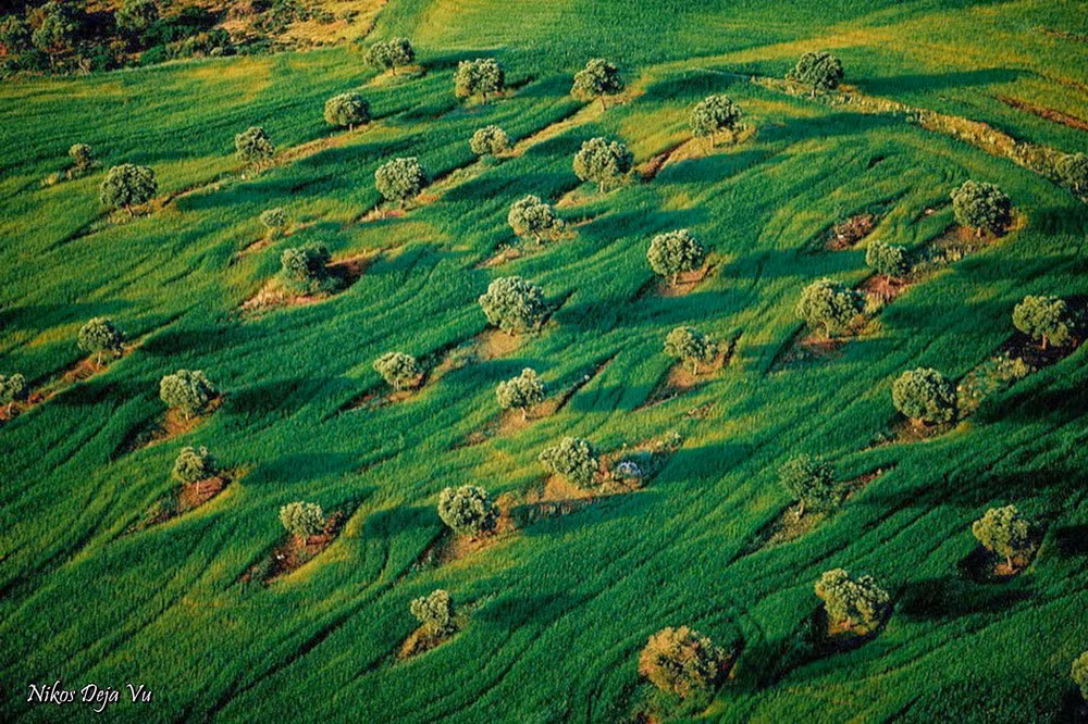 Vườn cây ăn trái trong ruộng lúa mì ở vùng Macedonia, Hy Lạp.