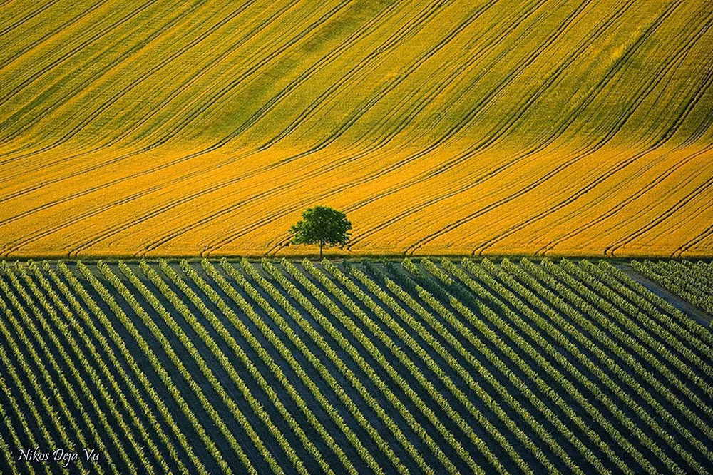 Những cánh đồng gần Cognac, Charente, Pháp.