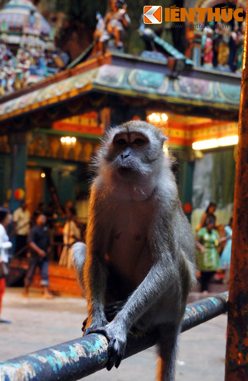 Hang động này cũng là nơi sinh sống của một đàn khỉ lớn. Chúng tỏ ra rất bạo dạn với các du khách.