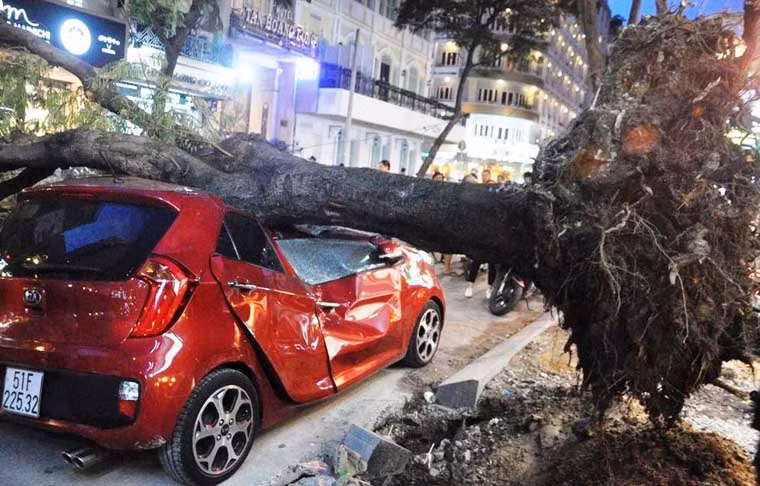 Trước đó ngay vào giờ cao điểm chiều cùng ngày, giữa thời tiết không giông mưa, bất ngờ 1 cây xanh trước số nhà 77 đường Mạc Thị Bưởi (quận 1, TP HCM) bật gốc ngã đè ô tô 4 chỗ.