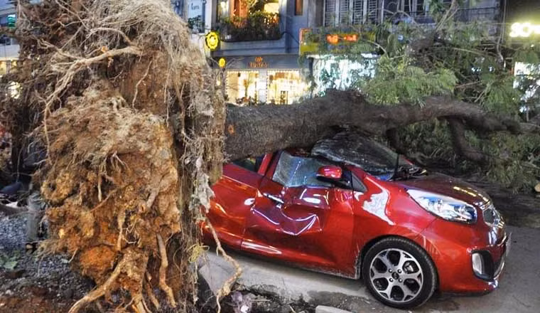 Theo quan sát của PV Kiến Thức, cây xanh có đường kính khoảng 0,5m, cao 15m và có tán rất rộng. Phần gốc bị bật tung lên trên đường.