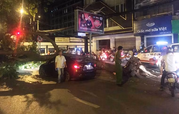 Tại hiện trường, cây xà cừ cao hơn 10m, đường kính rộng gần 1m bật gốc, đè bẹp chiếc ô tô có 3 người bên trong.