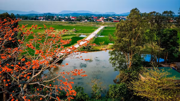 Hoa gạo nở rộ bên cánh đồng lúa xanh mướt tại xã Xuân Lâm, huyện Nam Đàn tạo nên một bức trang quê thật đẹp, bình yên. (Ảnh- Nguyễn Tài Vinh). 