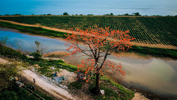 Nhìn từ trên cao, cây gạo giống như những ngọn đuốc. (Ảnh- Nguyễn Tài Vinh).