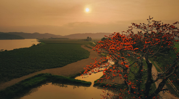 Bức tranh mộc mạc, chân quê lúc chiều tà bên cây gạo gây thương nhớ những người con xa quê đến nao lòng. (Ảnh- Nguyễn Tài Vinh).