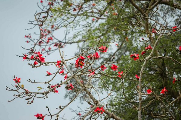 Mùa hoa gạo nở rộ cũng báo hiệu mùa xuân sắp qua, mùa hạ đang đến gần (Ảnh- Rạng Đông). 