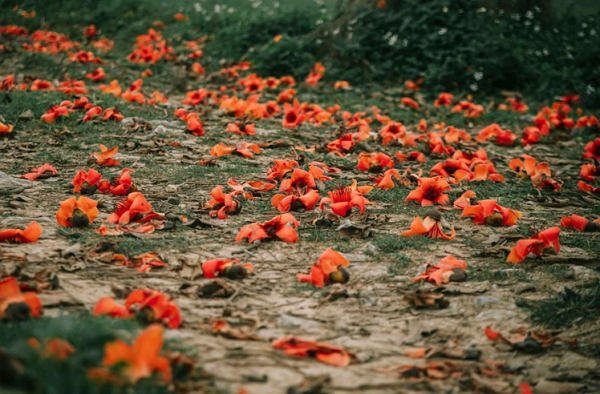 Sau một thời gian khoe sắc, hoa gạo rụng xuống, đỏ rực cả lối đi, tạo thành những thảm hoa đẹp (Ảnh: Rạng Đông) 