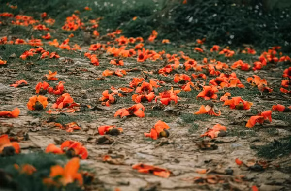 Sau một thời gian khoe sắc, hoa gạo rụng xuống, đỏ rực cả lối đi, tạo thành những thảm hoa đẹp (Ảnh: Rạng Đông) 