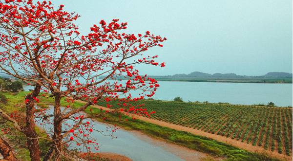Hoa gạo nở từ đầu tháng 3 đến gần cuối tháng tư. Thời điểm này, cây gạo rụng hết lá, trơ cành để lộ những bông hoa đỏ rực, toả khắp một vùng trời. (Ảnh- Nguyễn Tài Vinh). 