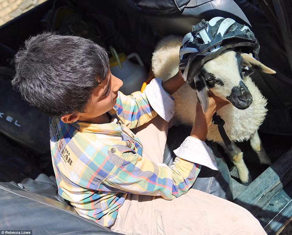 Bé trai thích thú khoe chú cừu mới được bố mua cho. Ảnh Daily Mail