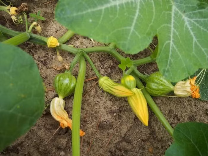 Dây bí. Dây bí đỏ lượng vừa đủ, rửa sạch, giã nát, vắt lấy 100 ml, hòa với đường đỏ uống, mỗi ngày 1 lần. Ảnh: Hoinuoitrong.