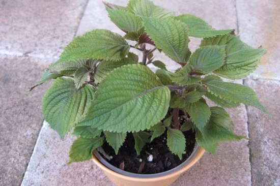 Cây tía tô còn có rất nhiều công dụng làm đẹp khác như giúp giảm cân tự nhiên, đánh bay các mụn thịt, giúp da trắng sáng và loại bỏ hoàn toàn các tế bào chết có trên da một cách hiệu quả. (Nguồn Trimunthit)