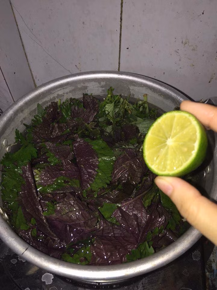 Lá tía tô có khả năng trị mụn rất tốt nhờ tác dụng sát trùng của nó. Bạn chỉ cần lấy lá tía tô tươi vò nát rồi pha với nước để rửa mặt hoặc tắm để trị mụn, đồng thời làm cho làn da thêm săn chắc. (Nguồn Whitedoctors)