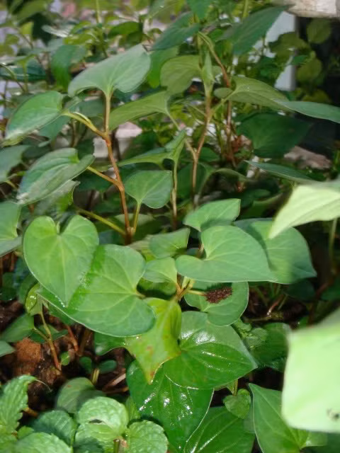 Rau diếp cá nhiều cenlulose giúp hạ mỡ máu. Đồng thời, rau diếp có tác dụng rất tốt trong việc giảm LDL (cholesterol xấu) nhờ chứa các chất có khả năng thúc đẩy quá trình Peroxid hóa lipid. (Nguồn Laodong)