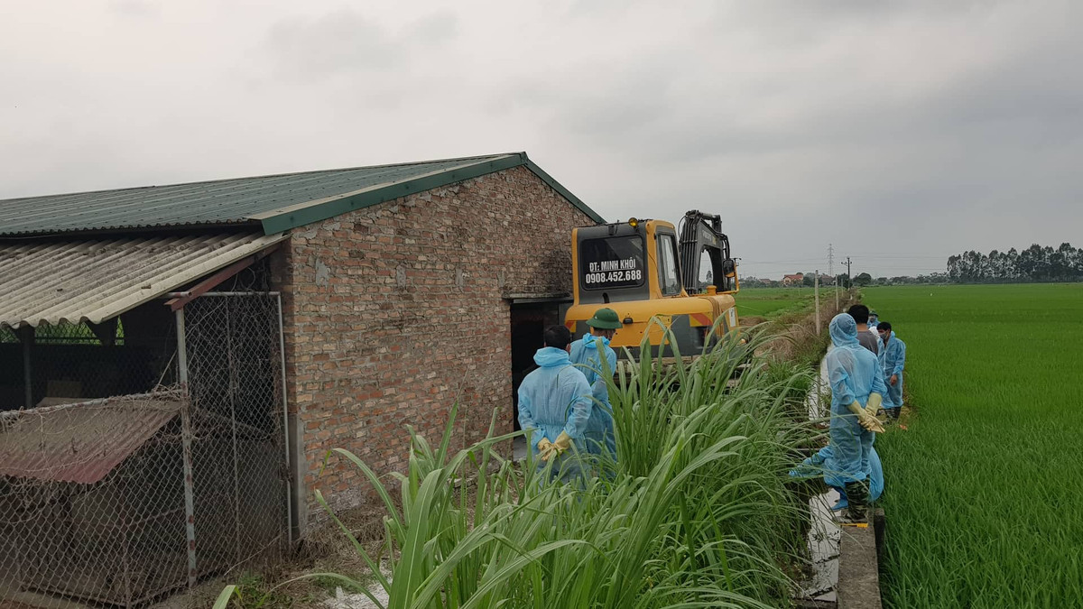 Dich ta lan rong, Hai Duong khoanh vung, dap dich ta lon Chau Phi-Hinh-3
