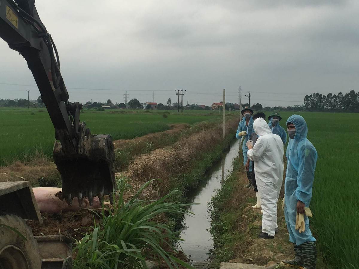 Dich ta lan rong, Hai Duong khoanh vung, dap dich ta lon Chau Phi-Hinh-2