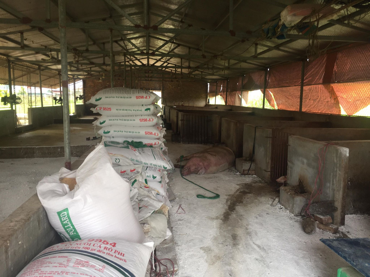 Dich ta lan rong, Hai Duong khoanh vung, dap dich ta lon Chau Phi