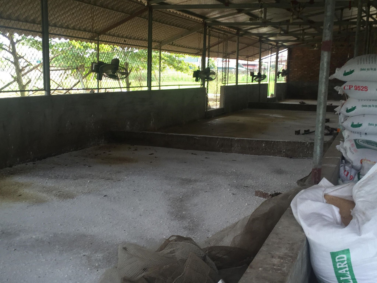 Dich ta lan rong, Hai Duong khoanh vung, dap dich ta lon Chau Phi-Hinh-4