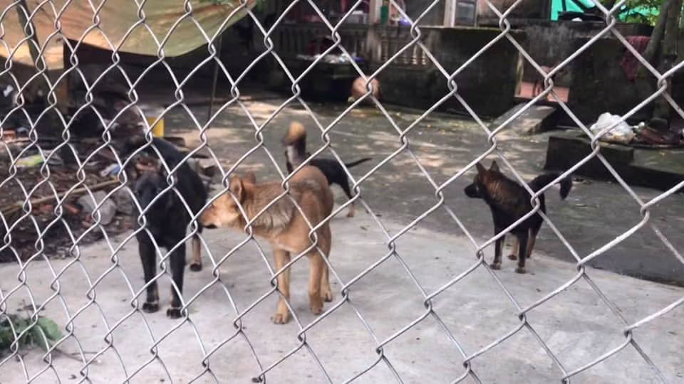 Dan cho can chet be 7 tuoi o Hung Yen: Nguoi dan khiep so dan cho