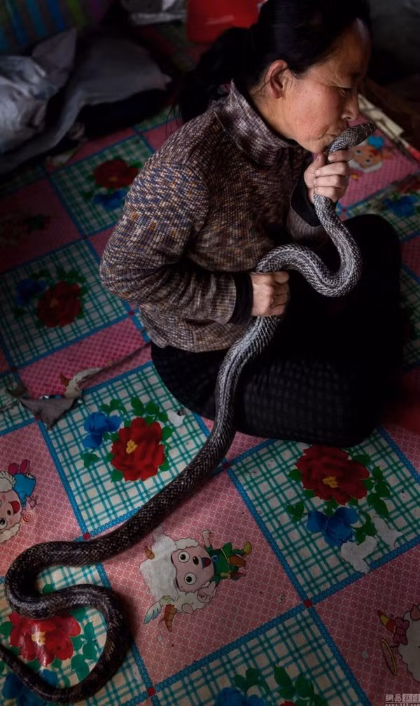 Bà không ngần ngại việc hôn những con rắn này.