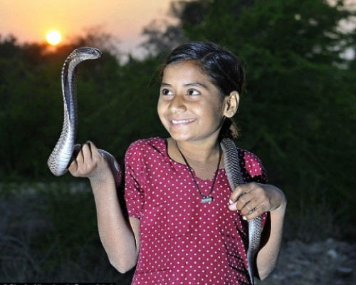 Thay vì chơi với búp bê xinh đẹp, bé gái Kajol Khan người Ấn Độ lại chỉ thích kết bạn với rắn hổ mang. Mỗi khi đi đâu, cô bé đều mang theo rắn trên người.