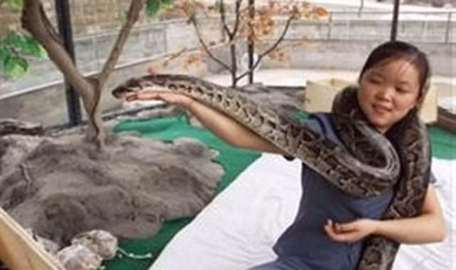 Cô gái trẻ Mary đến từ Phúc Kiến, Trung Quốc thu hút sự chú ý của dư luận Trung Quốc bởi tài thuần hóa rắn của mình.