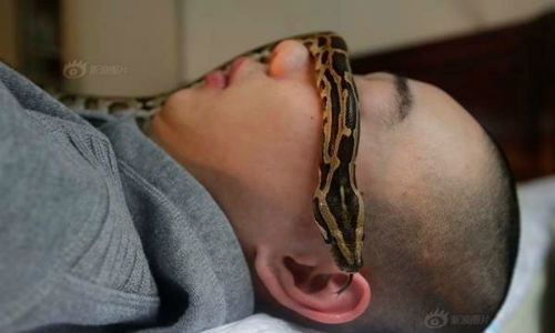 9x này thu thập đủ khoảng 20 con rắn với các chủng loại rắn với màu sắc khác nhau. Cậu còn mua cả hệ thống sưởi ấm bằng nhiệt cho những chú rắn cưng của mình, thậm chí cả lồng ấp trứng để chào đón rắn con chào đời.