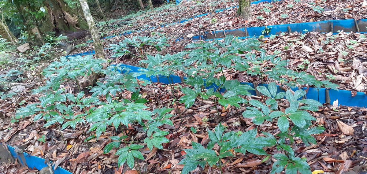 Nutifood dau tu vao Sam Ngoc Linh, cu hich cho “Quoc bao” cua Viet Nam