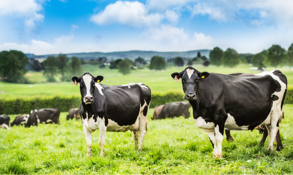 Nutifood doc quyen dua sua New Zealand bo an co tu nhien ve Viet Nam-Hinh-2