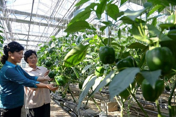 Người phụ nữ làm việc trong một nông trường. Ảnh FBNK.