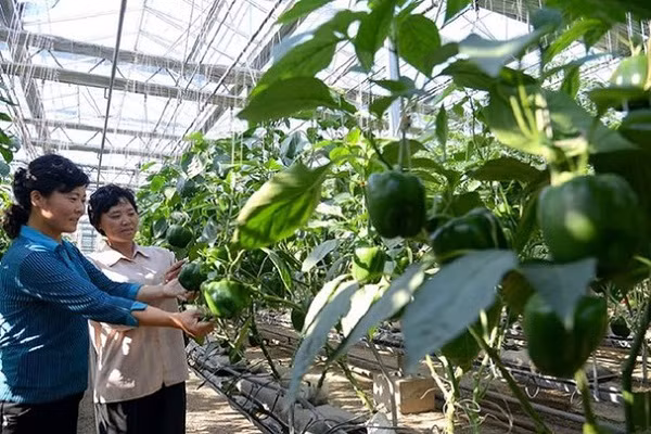 Ven man bi mat cuoc song cua nguoi nong dan o Trieu Tien-Hinh-9