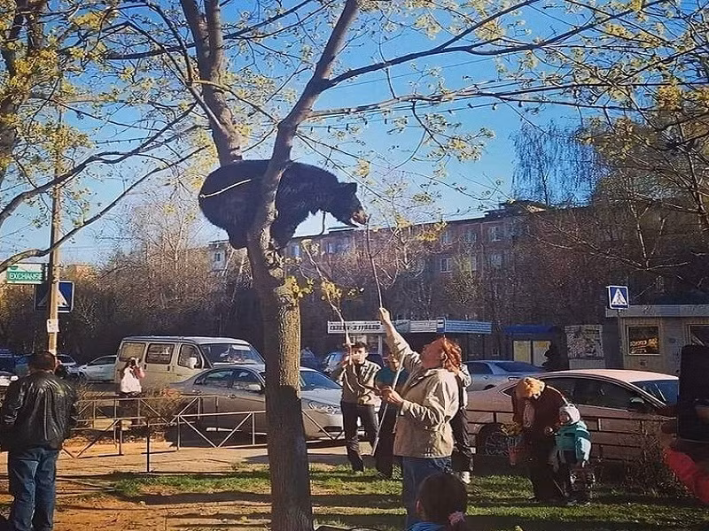 Chú gấu gây náo loạn tại một địa điểm ở nước Nga.