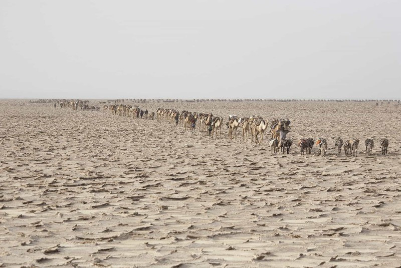Những đoàn lạc đà nối đuôi nhau mải miết trên sa mạc trong hành trình tìm muối.